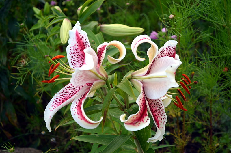 Exotic Lily, red, leaves, blossoms, garden, petals, white, HD wallpaper