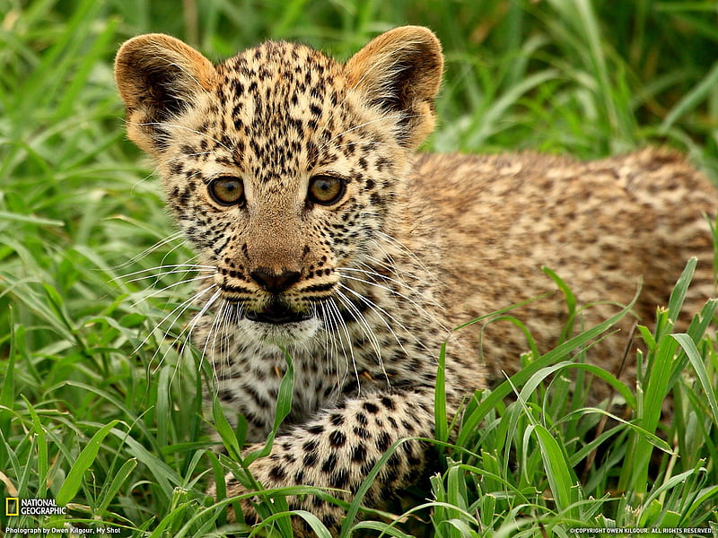 Leopard Cub Tanzania- National Geographic selected, HD wallpaper