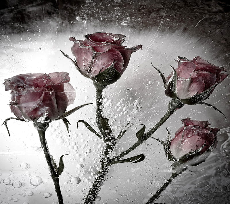 Pink Roses Hd Wallpaper Peakpx