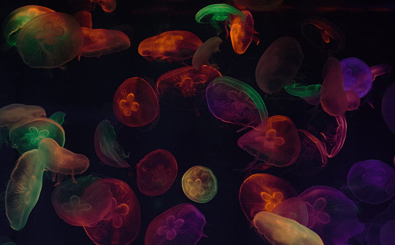 jellyfish, tentacles, colorful, dark, HD wallpaper