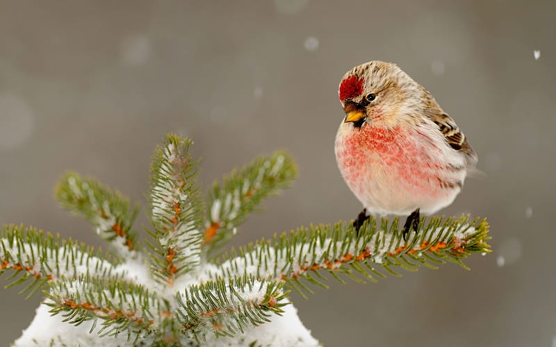 Common Redpoll, snow, twig, fir, songbird, winter, HD wallpaper