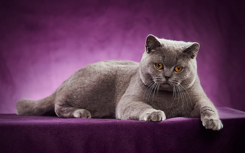 British Shorthair, gray cat, domestic cat, pets, cats, yellow eyes, cute animals, British Shorthair Cat, HD wallpaper