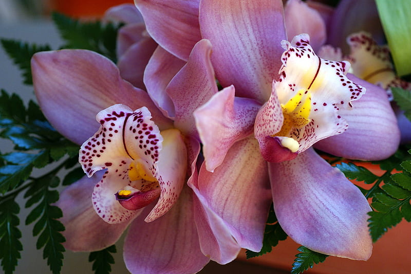 Beautiful Orchid, pretty, purple, orchid, flower, graceful, HD wallpaper