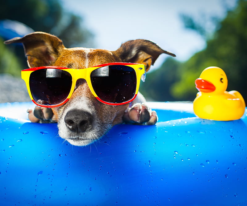 Dog, duck, sun, wather, HD wallpaper | Peakpx