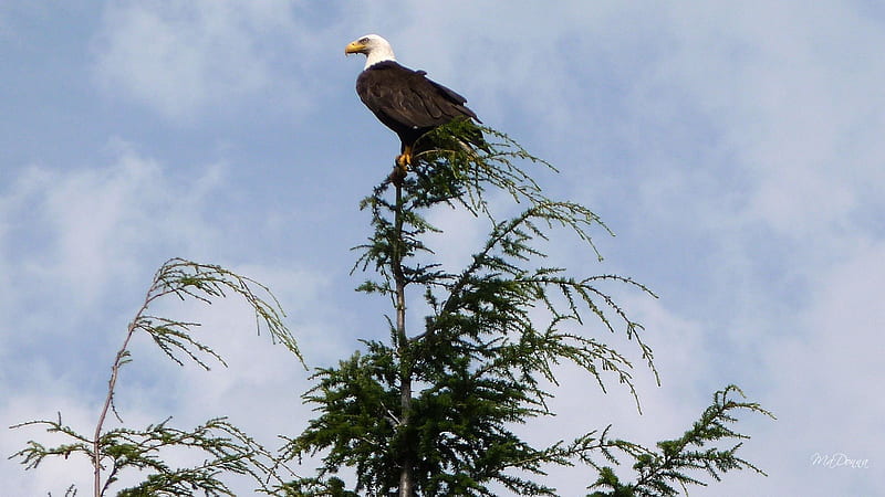 August Bald Eagle, eagle, country, sky, clouds, farm, tree, summer, raptor, patriot, national bird, patriotism, HD wallpaper