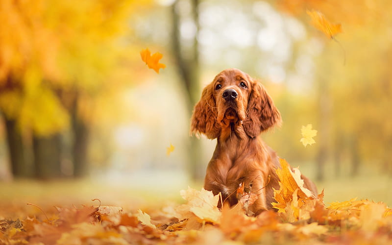 english cocker spaniel, brown curly dog, cute animals, autumn, yellow leaves, pets, dogs, spaniels, HD wallpaper