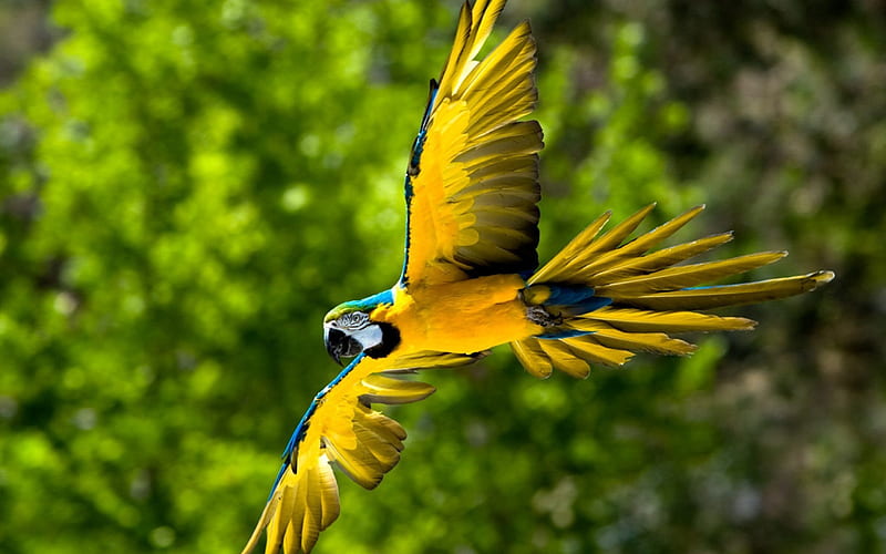 Macaw, wildlife, parrots, flying parrot, colorful parrots, Ara, HD wallpaper