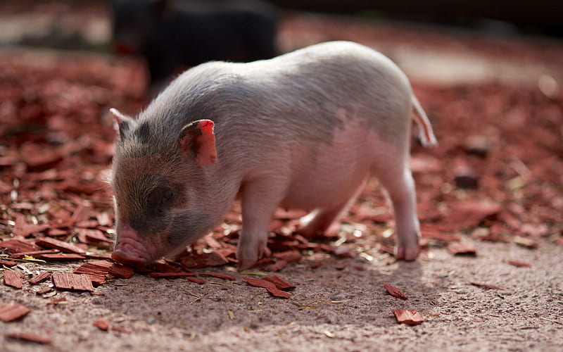 piglet, farm, small pig, cute animals, pigs, funny animals, pets, piglets, HD wallpaper