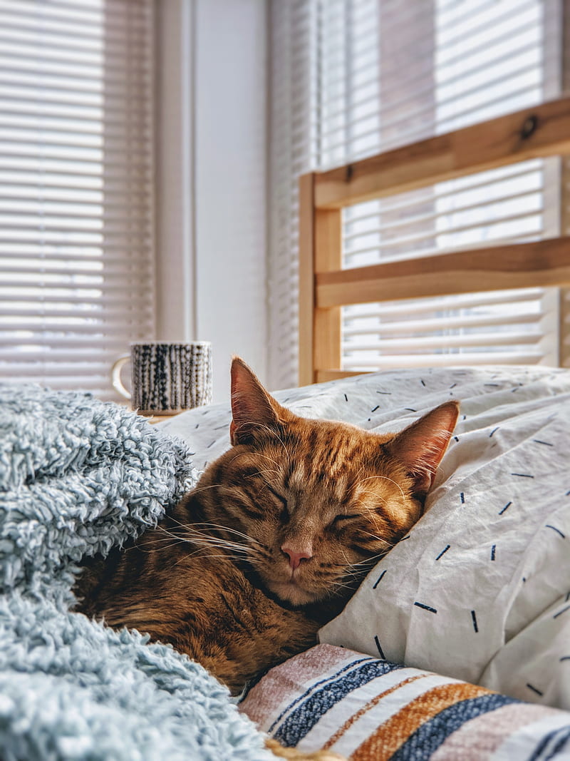 cat sleeping on bed, HD phone wallpaper