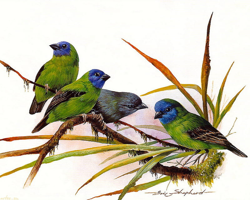 Australian Finches, painting, birds, finch, animal, HD wallpaper