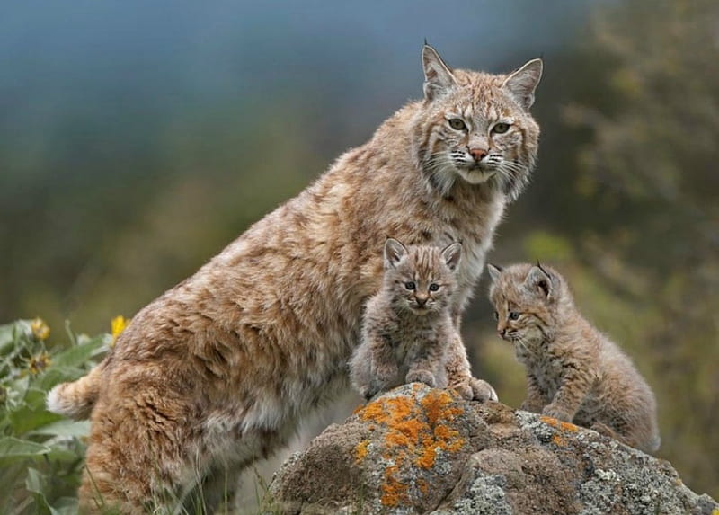 Bobcat and cubs, cubs, bobcat, wild life, lynx, HD wallpaper