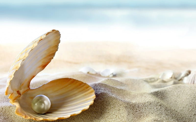 beach, sun, ocean, sea, seashell, pearl, sand, shell, perl, tropical, HD wallpaper