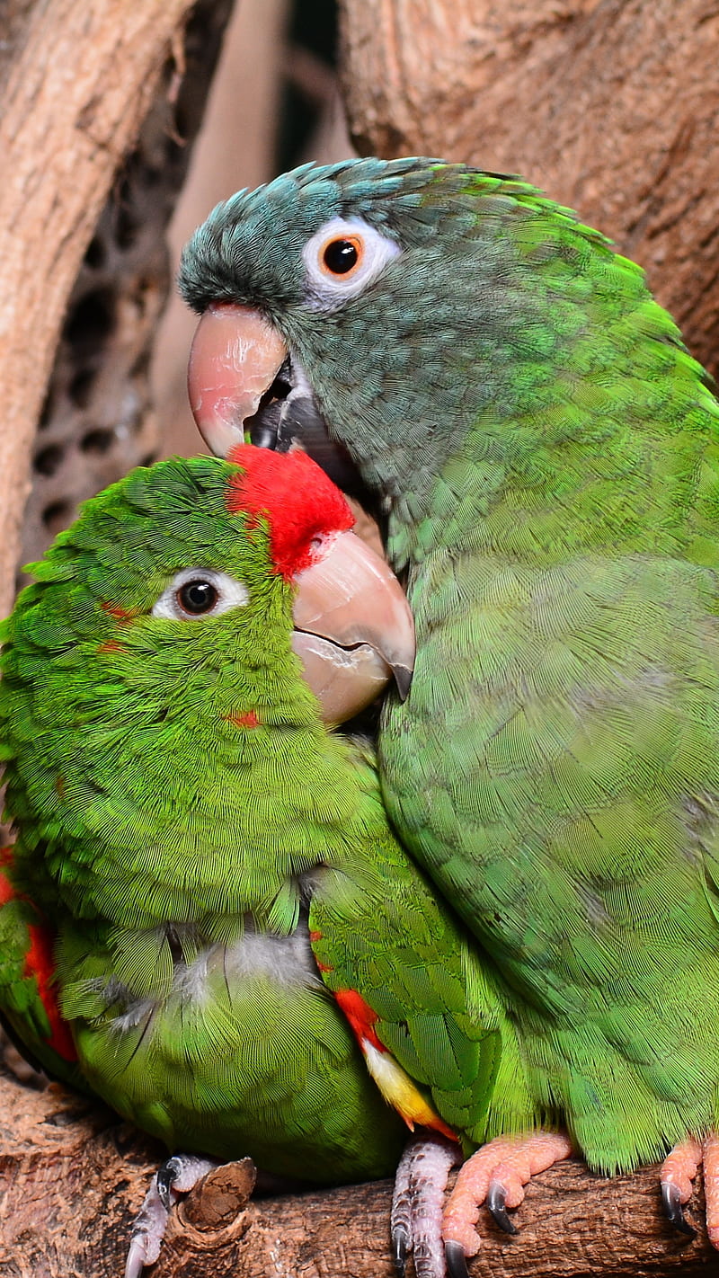 Parrot , bird, love birds, green, HD phone wallpaper