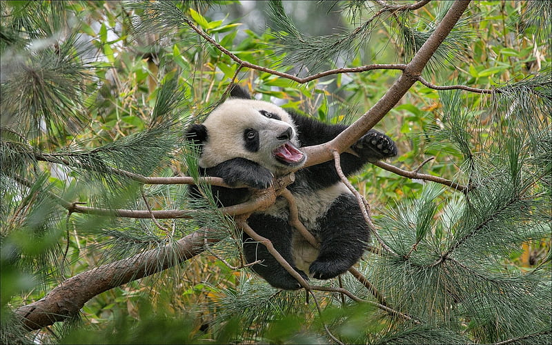 funny panda, tree, zoo, cute animals, small panda, pandas, Ailuropoda, HD wallpaper