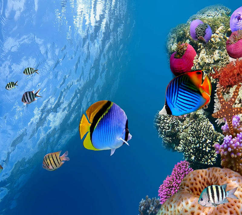 Underwater Life , 2014, aquatic, background, colorful, cool, new, nice, view, HD wallpaper