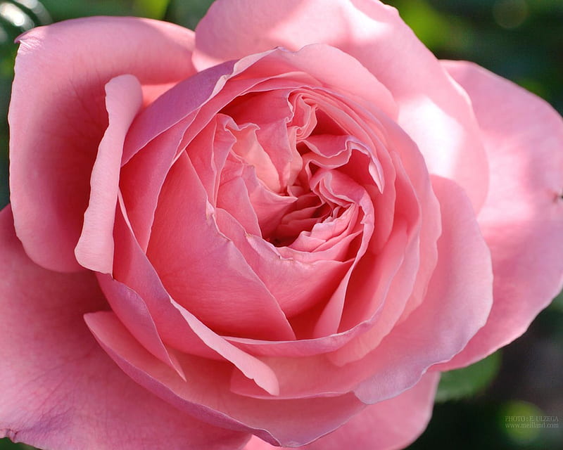 pink rose for my friend Nerea, pink gardenrose, bonito, close up, HD wallpaper