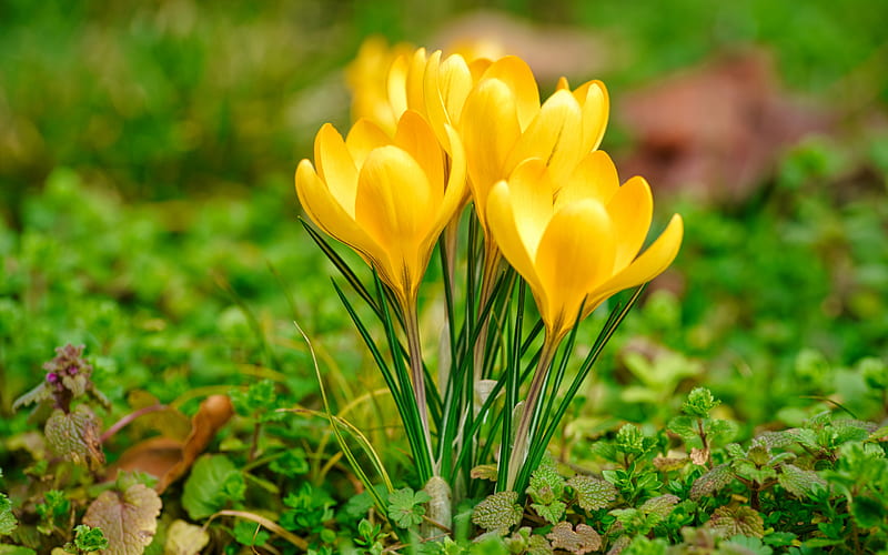 yellow crocuses, macro, spring, yellow flowers, crocuses, close-up, bokeh, spring flowers, HD wallpaper