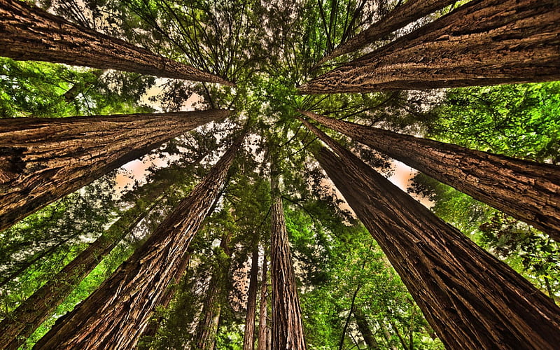 muir woods looking up r, forest, up, r, trunks, tall, redwoods, HD wallpaper