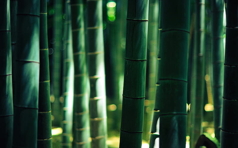 bamboo, bokeh, graphy, forest, scenic, Nature, HD wallpaper