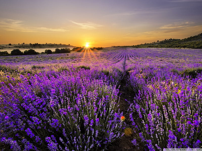 Sunrise in the field of lavander, splendor, nature, sunrise, sunset, lavander, field, HD wallpaper