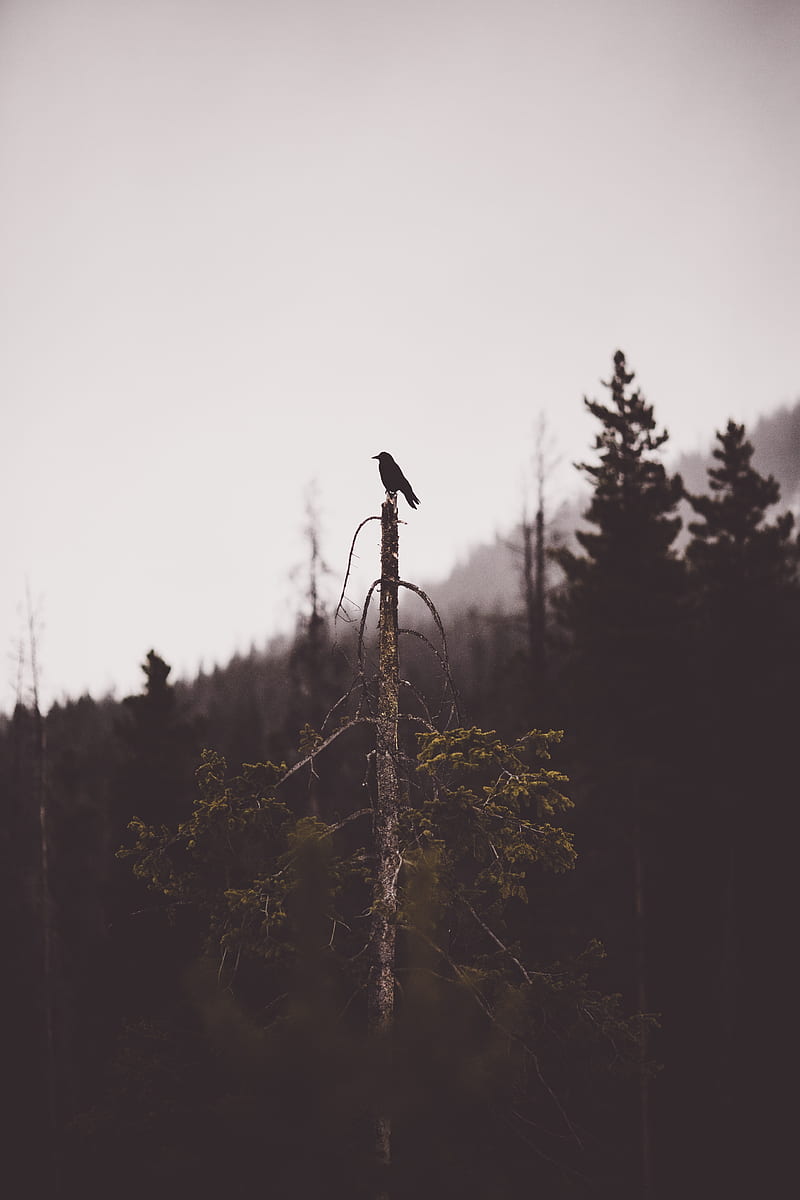 bird, tree, gloomy, broken, forest, lonely, HD phone wallpaper