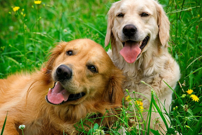 Portrait of two young dogs, grass, bonito, adorable, sweet, cute, puppies, young, garden, friends, dogs, HD wallpaper