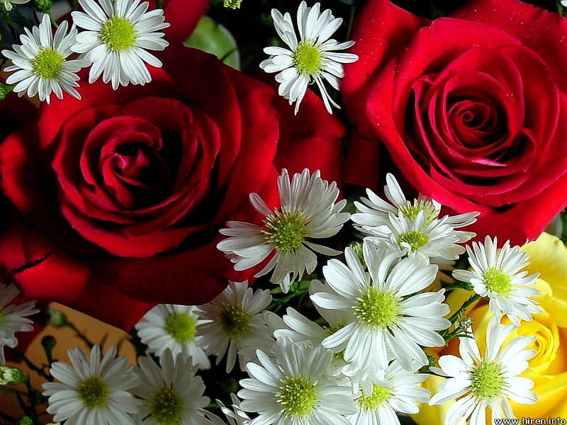 Red Roses & Gerberas, white daisy, red roses, flowers, romance, HD wallpaper