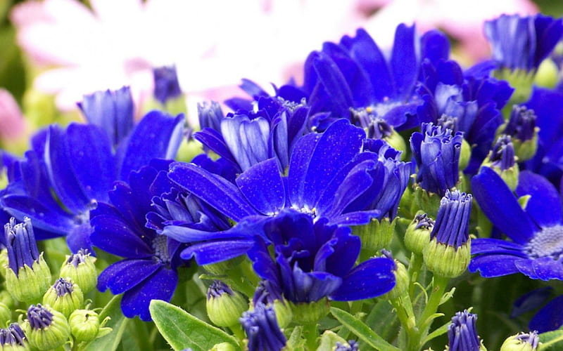 Cineraria, flowers, petals, blue, HD wallpaper