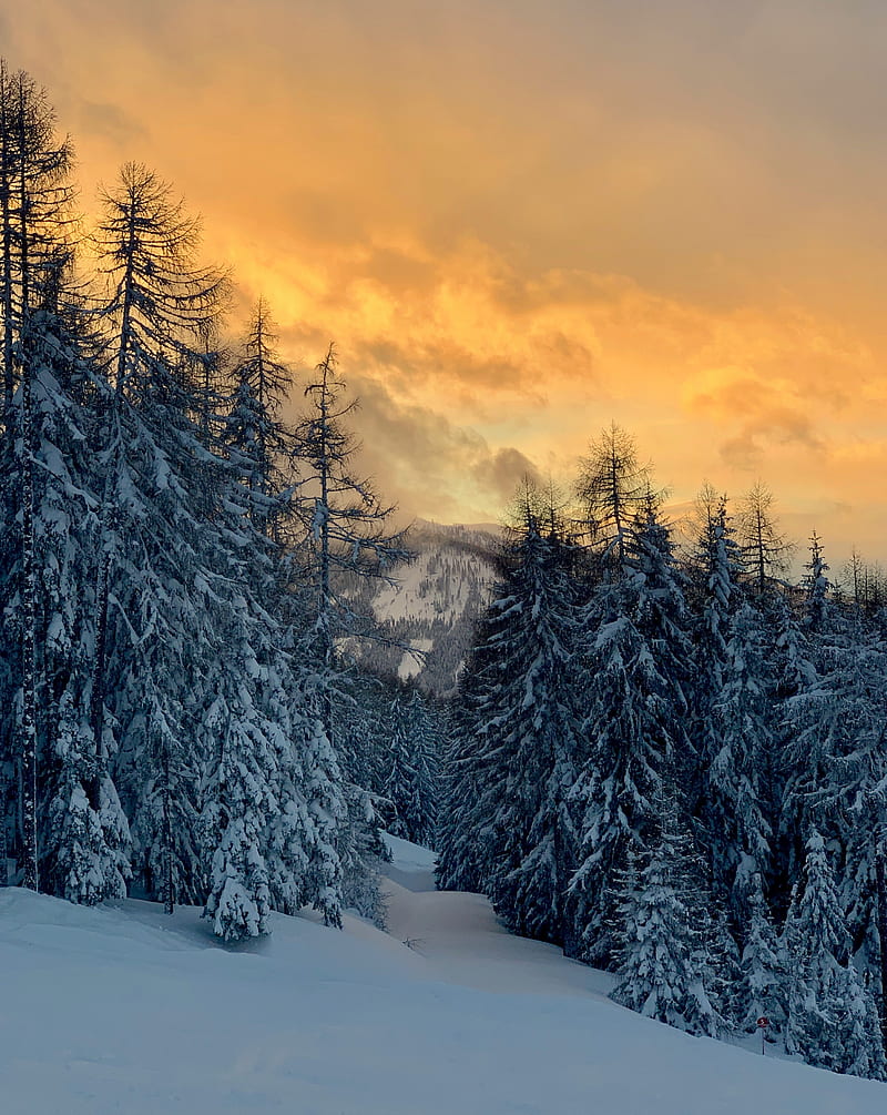 forest, snow, winter, sunset, winter landscape, HD phone wallpaper