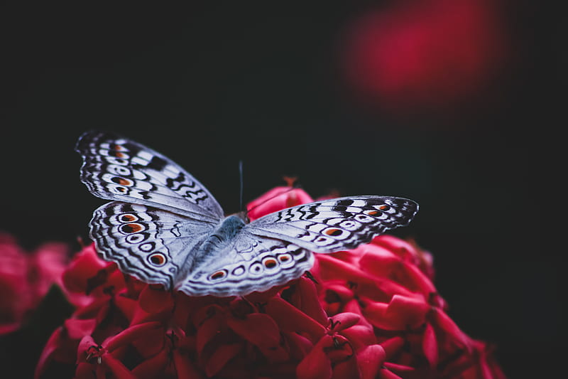 Silver and Black Butterfly on Red Artificial Flower, HD wallpaper