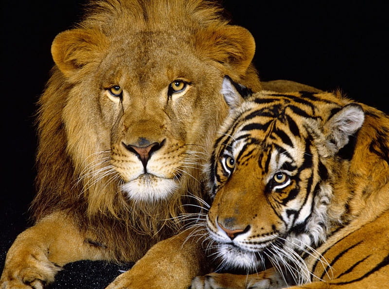 Top 90+ imagen fondos de pantalla de tigres y leones
