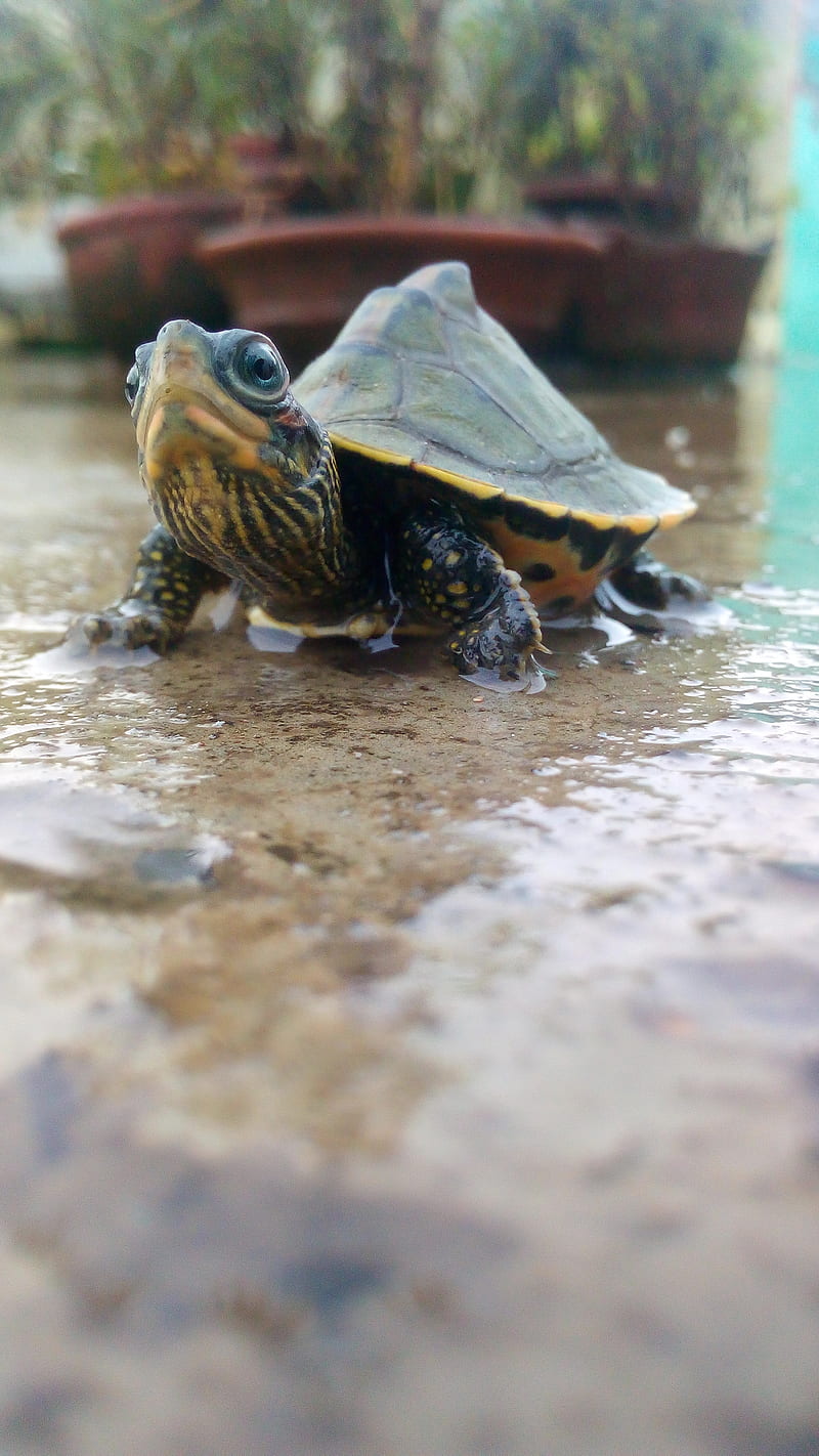 Tortuga Terrestre Silvestre 1920x1080 Fondos De Panta 6514