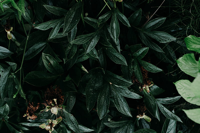 Close of green plant, HD wallpaper | Peakpx