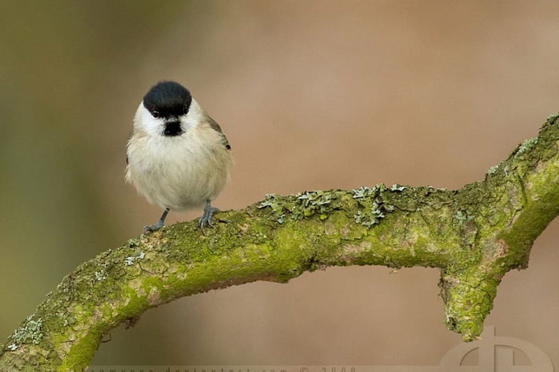 Willow Tit, birds, abstract, sweet, cute, graphy macro, tit, animals, HD wallpaper