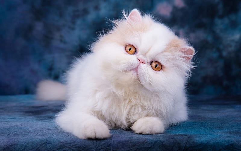Persian white cat, furry white big cat, pets, cats, cute animals, cat with yellow eyes, HD wallpaper