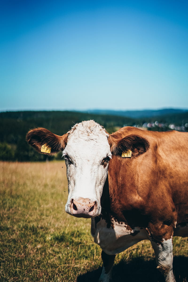 brown and white cow on green grass field during daytime, HD phone wallpaper