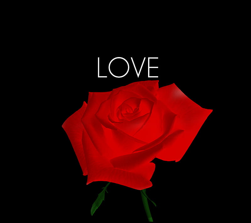 Simple Love, desenho, digital, red, rose, HD wallpaper