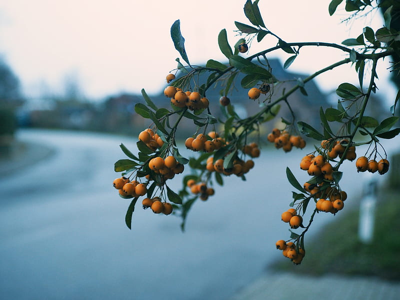 rowan, branch, berries, blur, HD wallpaper