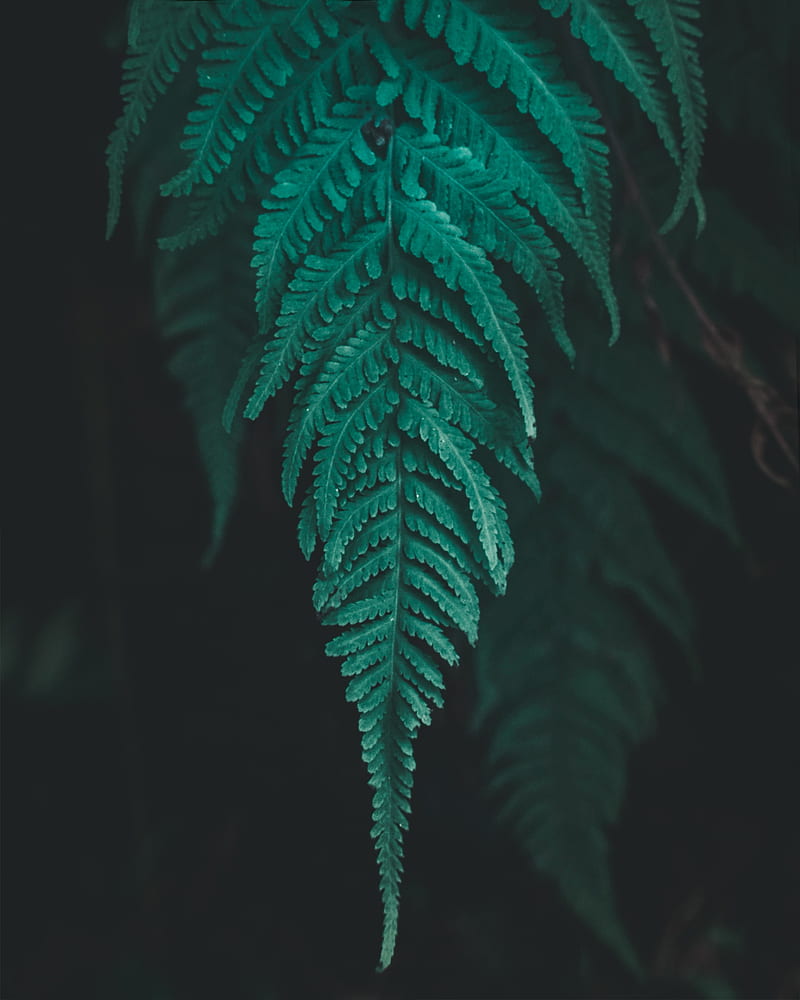leaf, fern, plant, macro, green, HD phone wallpaper