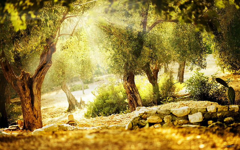 Sunshine through Forest 13, HD wallpaper