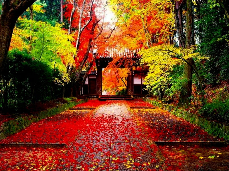 Hãy khám phá hình ảnh với chóp lá đỏ rực rỡ này và cảm nhận sức sống của mùa thu, khi tất cả hoa mai đua nhau khoe sắc.