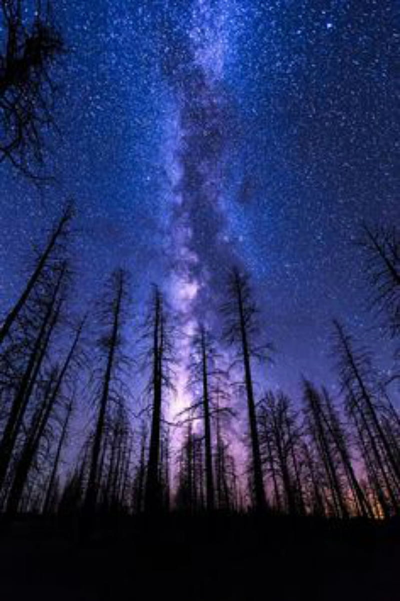 Dark forest, night, stars, northern, trees, silhouette, tall, branches, milkyway, HD phone wallpaper