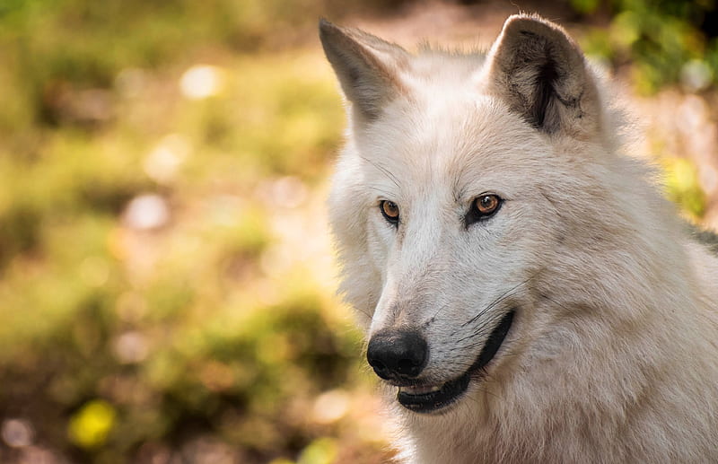 Animal, Arctic Wolf, Muzzle, White Wolf, Wildlife, Wolf, predator (Animal), HD wallpaper