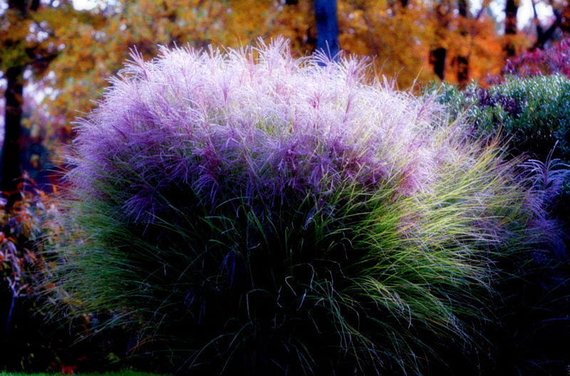 Purple Garden Purple Grass Garden Nature Weeds Hd Wallpaper Peakpx