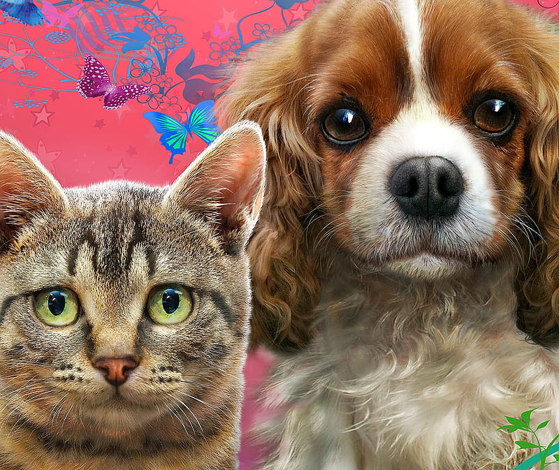Cat and dog, fantasy, luminos, adrian chesterman, face, cat, dog, animal, pet, pink, couple, HD wallpaper