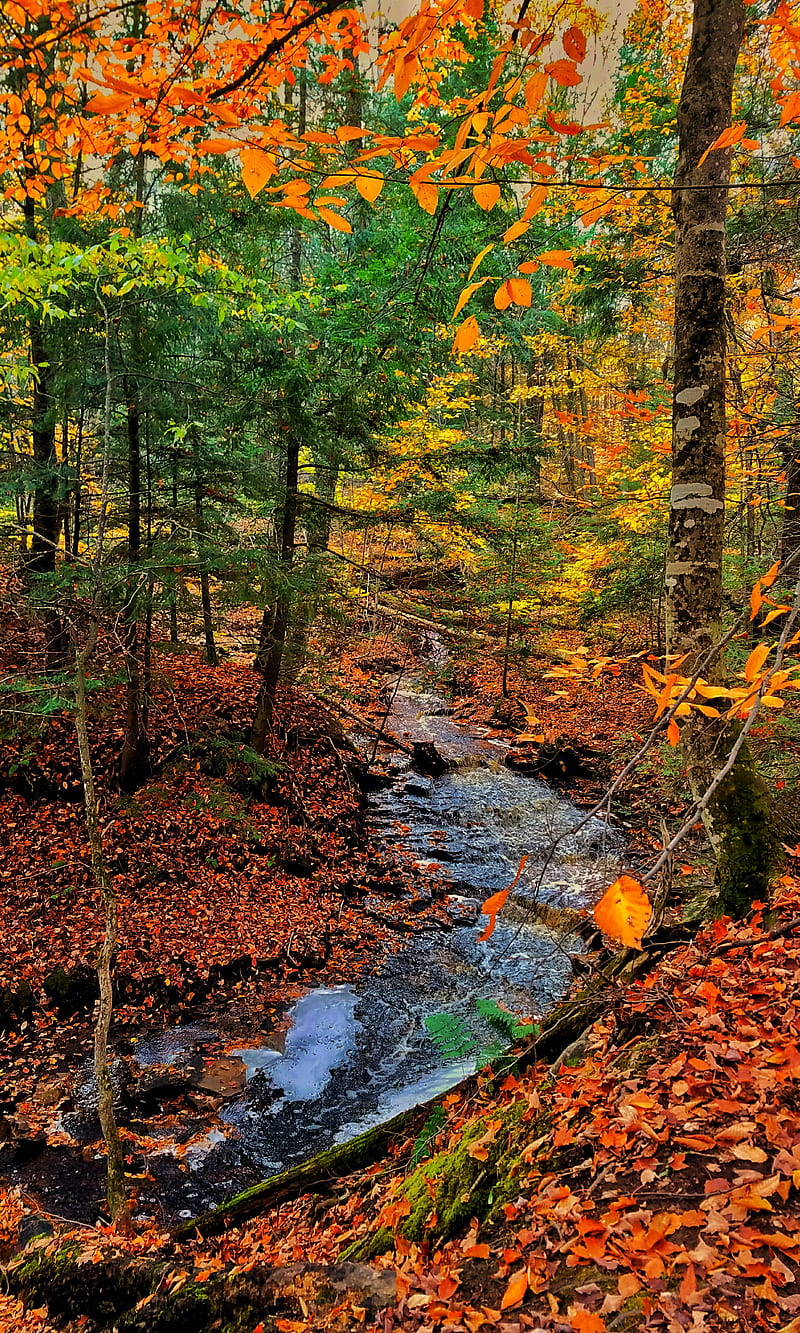 colorful Creek, autumn, brown, coloful, creek, fall, green, leaves, little river, orange, trees, water, yellow, HD phone wallpaper