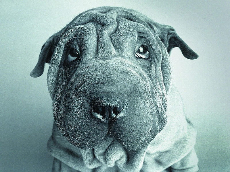Mr. dog, sharpei, face, puppy, dog, sweet, HD wallpaper