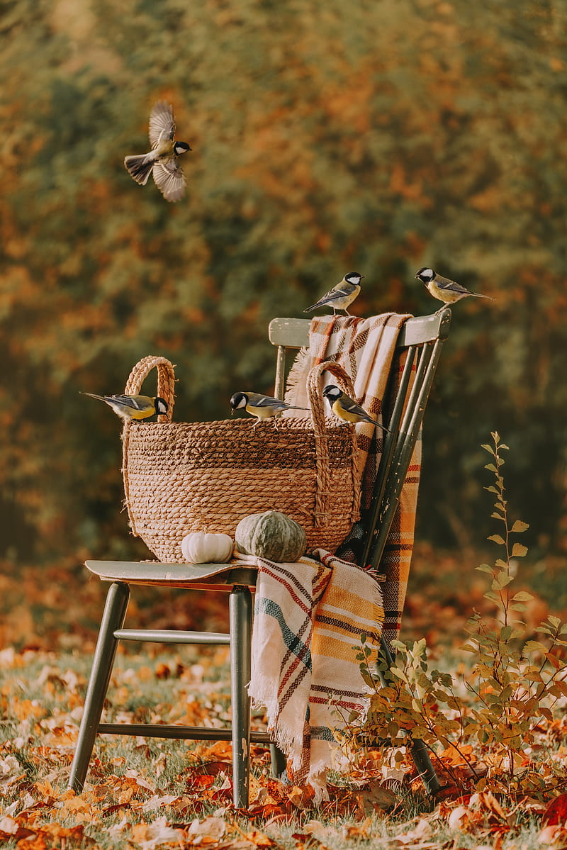 fall, nature, birds, fallen leaves, pumpkin, chair, baskets, HD phone wallpaper