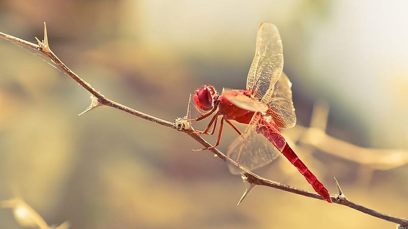 Red dragonfly, wildlife, nature, insects, wild animals, animals wild, macrography, macro, dragonfly, HD wallpaper