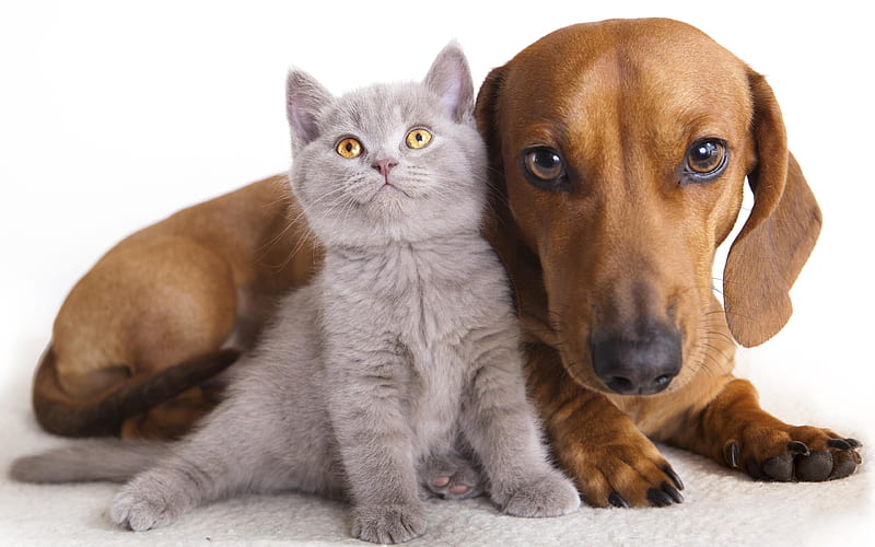 dachshund, british shorthair cat friendship, puppy, kitten, pets, cats, dogs, cute animals, HD wallpaper